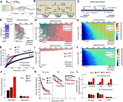 Recently recycled synaptic vesicles use multi-cytoskeletal transport and differential presynaptic capture probability to establish a retrograde net flux during ISVE in central neurons